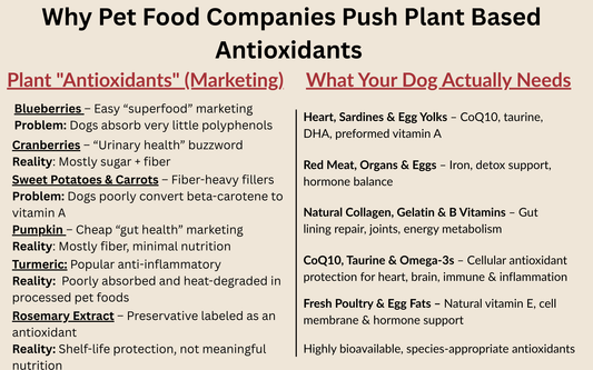Why Pet Food Companies Push Plant-Based Antioxidants (And Why Dogs Don’t Need Them)