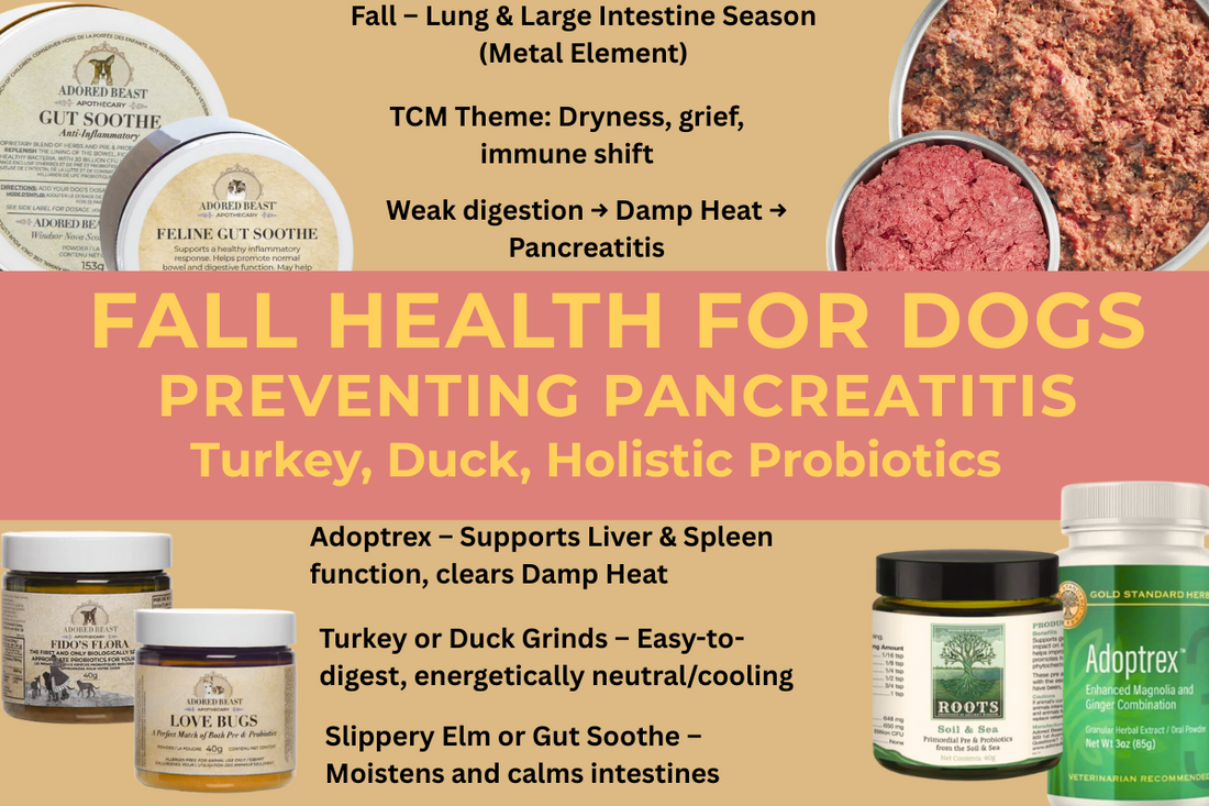 Fall Health for Dogs: Preventing Pancreatitis with TCM-Inspired Nutrition