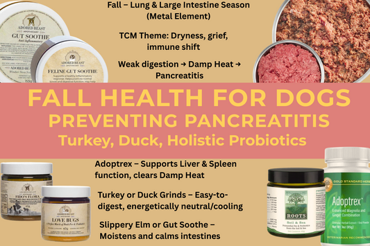 Fall Health for Dogs: Preventing Pancreatitis with TCM-Inspired Nutrition