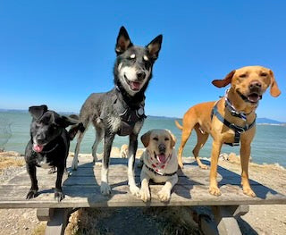 Fresh Isn’t Always Healthy: Rethinking Insulin, Carbohydrates, and Your Dog’s Diet