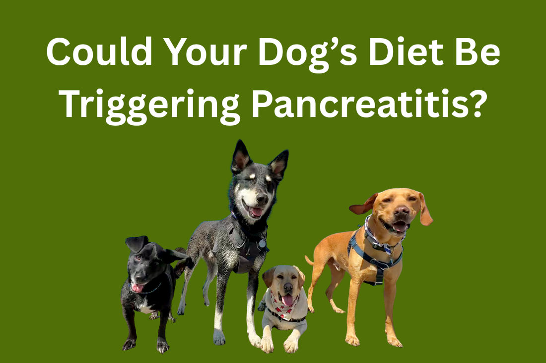 Pancreatitis in Dogs