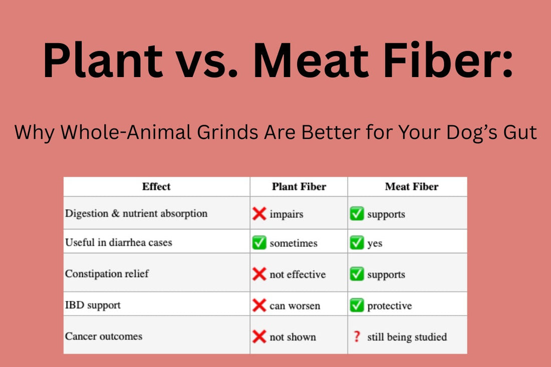 Plant vs. Meat Fiber: Why Whole-Animal Grinds Are Better for Your Dog’s Gut