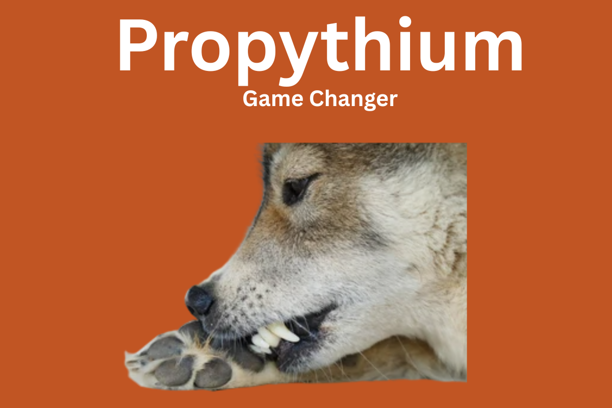 Propythium Ear Cleaner: A Natural Solution for Yeast and Bacterial Ear Infections