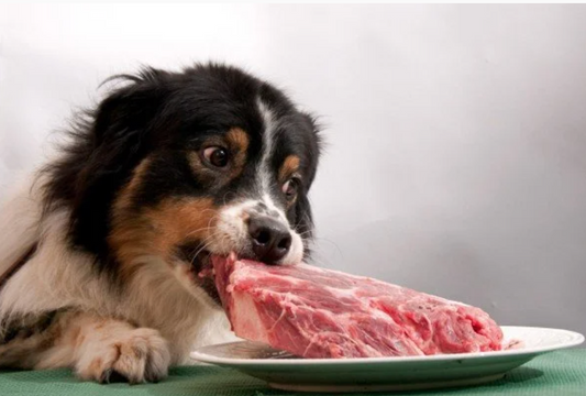 Won’t a High-Protein Diet Hurt My Dog’s Kidneys?
