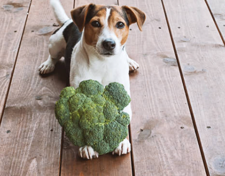 Do Dogs Need Vegetables for Gut Health?