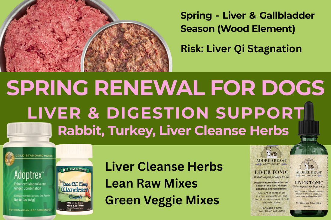 Spring Renewal for Dogs: Supporting the Liver and Digestion with TCM