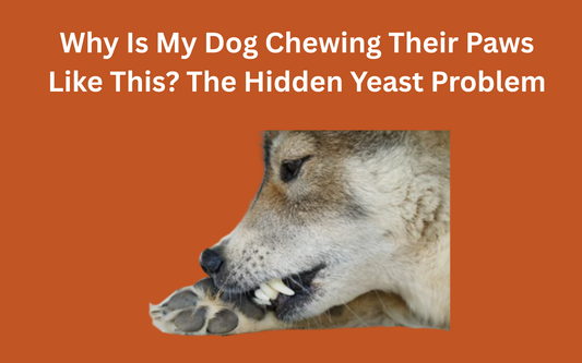 Why Is My Dog Chewing Their Paws Like This? The Hidden Yeast Problem