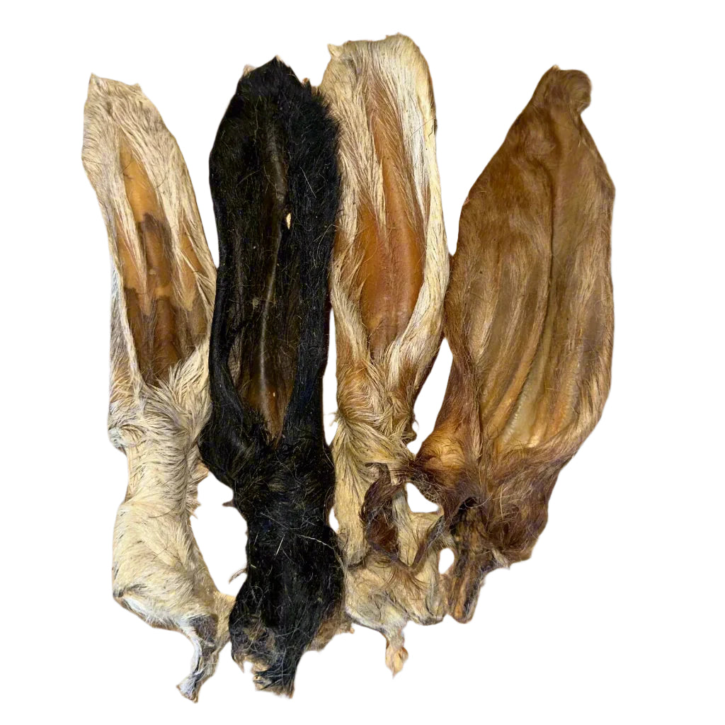 Hairy Lamb Ears