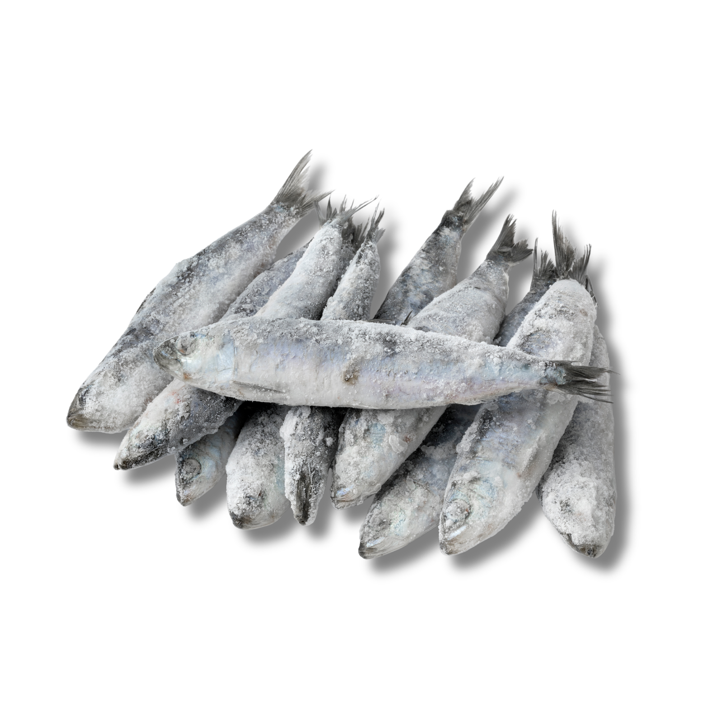 Raw Whole Sardines